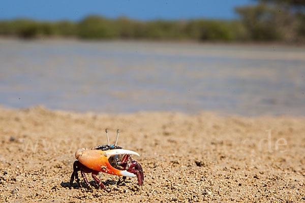 Winkerkrabbe (Uca spec.)