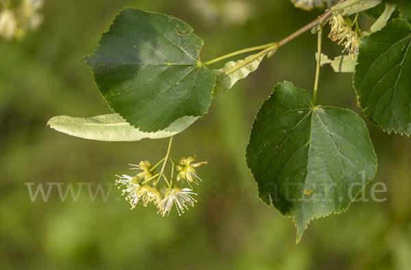 Winter-Linde (Tilia cordata)