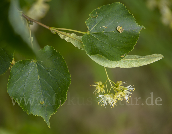 Winter-Linde (Tilia cordata)