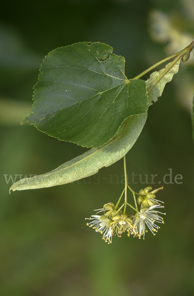 Winter-Linde (Tilia cordata)