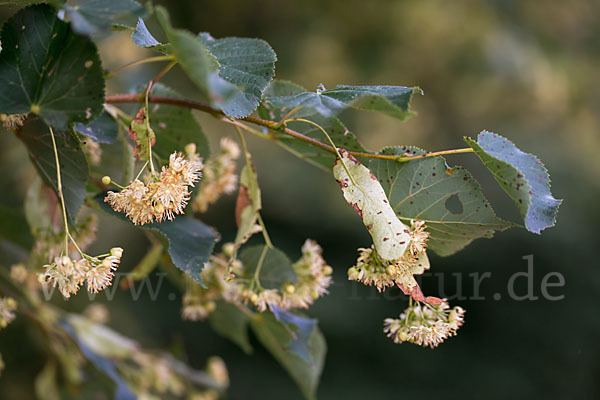 Winter-Linde (Tilia cordata)