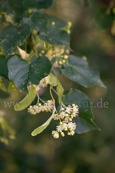 Winter-Linde (Tilia cordata)