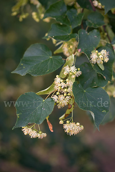 Winter-Linde (Tilia cordata)