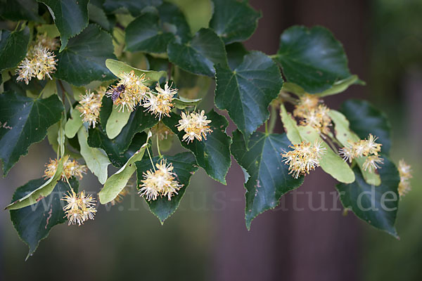 Winter-Linde (Tilia cordata)