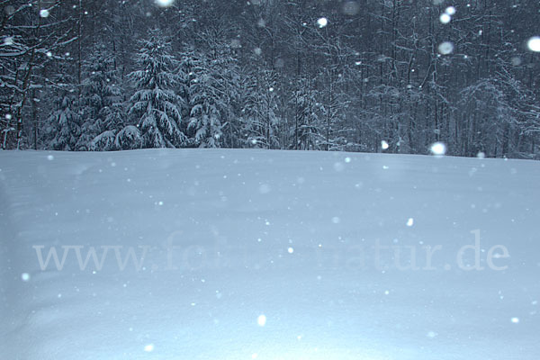 Winter (winter)