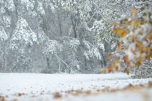 Winter (winter)