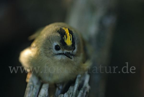 Wintergoldhähnchen (Regulus regulus)