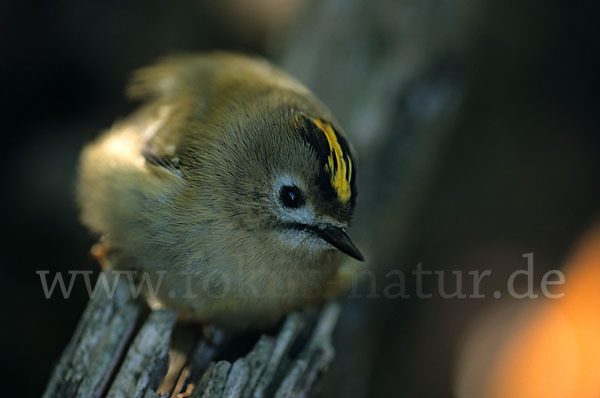 Wintergoldhähnchen (Regulus regulus)