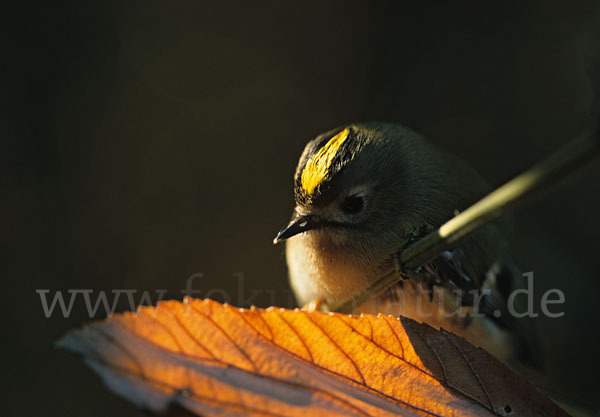 Wintergoldhähnchen (Regulus regulus)