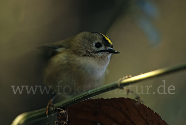 Wintergoldhähnchen (Regulus regulus)