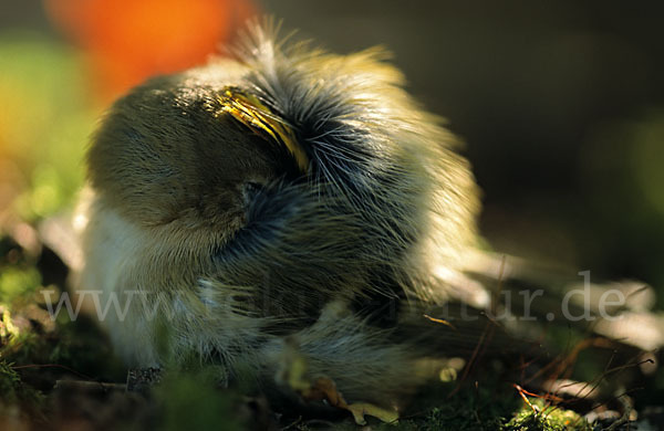 Wintergoldhähnchen (Regulus regulus)