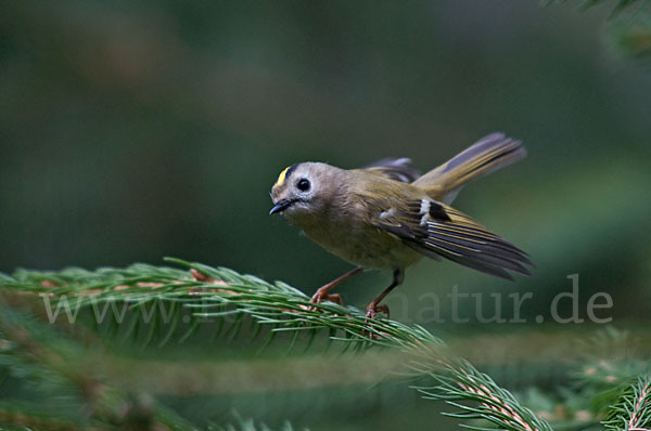 Wintergoldhähnchen (Regulus regulus)