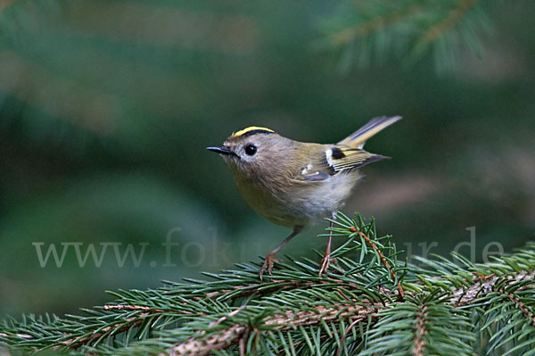 Wintergoldhähnchen (Regulus regulus)