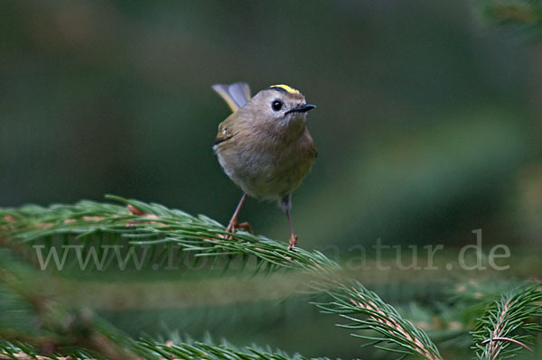 Wintergoldhähnchen (Regulus regulus)