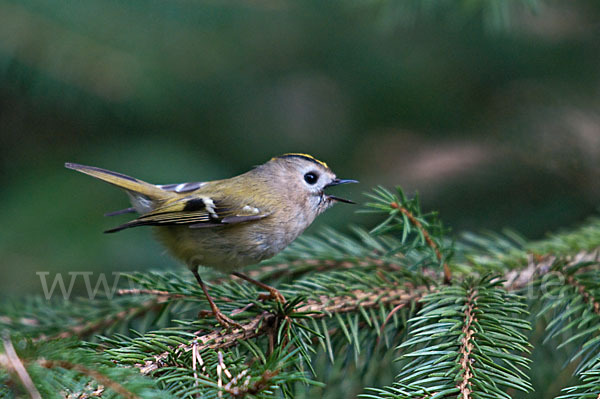 Wintergoldhähnchen (Regulus regulus)