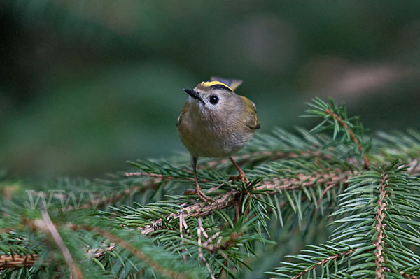 Wintergoldhähnchen (Regulus regulus)