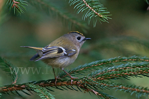 Wintergoldhähnchen (Regulus regulus)