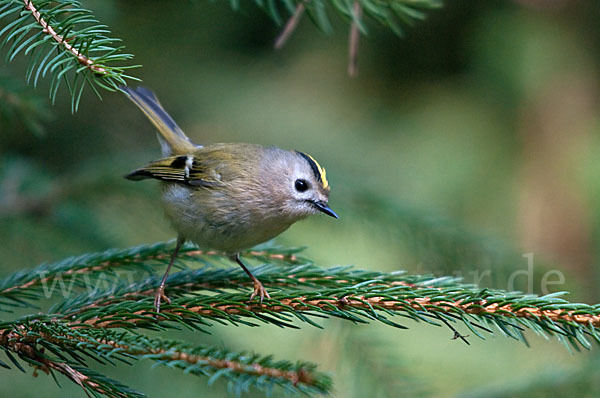 Wintergoldhähnchen (Regulus regulus)