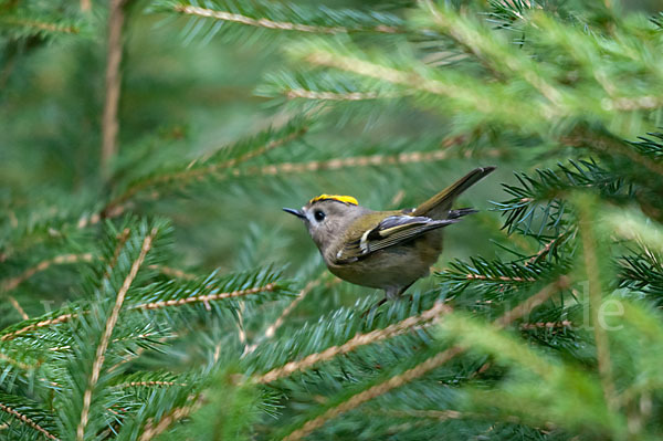 Wintergoldhähnchen (Regulus regulus)