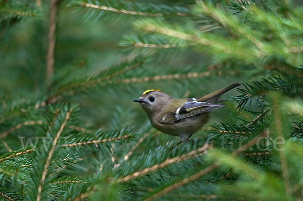 Wintergoldhähnchen (Regulus regulus)