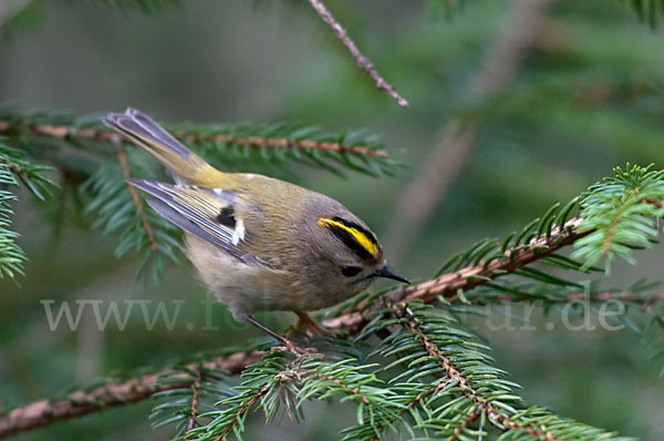 Wintergoldhähnchen (Regulus regulus)