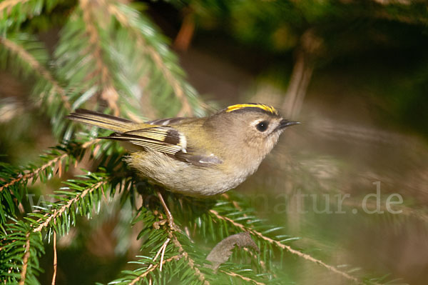 Wintergoldhähnchen (Regulus regulus)