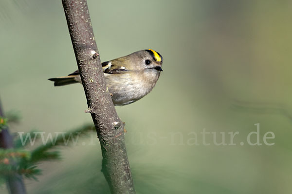 Wintergoldhähnchen (Regulus regulus)