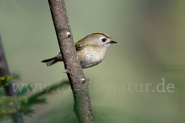 Wintergoldhähnchen (Regulus regulus)