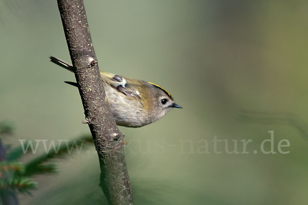 Wintergoldhähnchen (Regulus regulus)