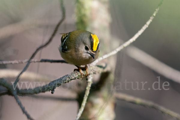 Wintergoldhähnchen (Regulus regulus)