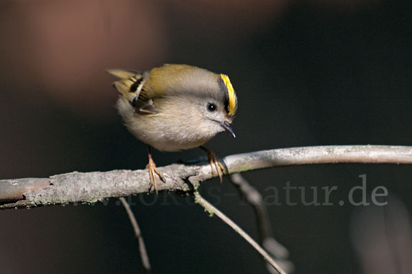 Wintergoldhähnchen (Regulus regulus)