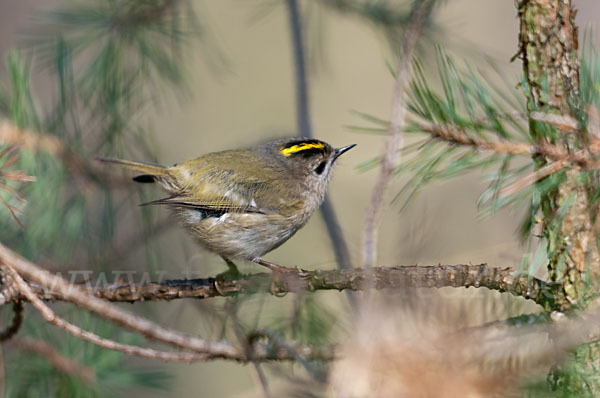 Wintergoldhähnchen (Regulus regulus)