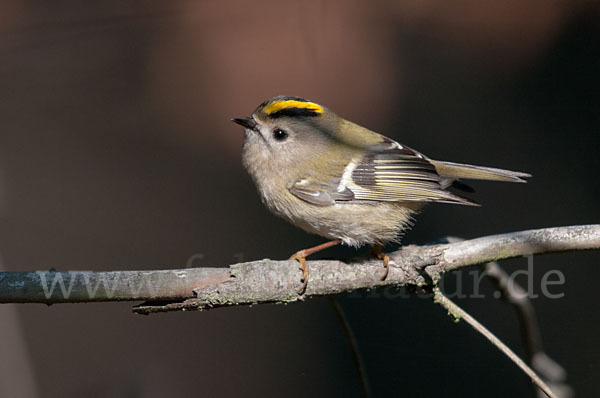 Wintergoldhähnchen (Regulus regulus)