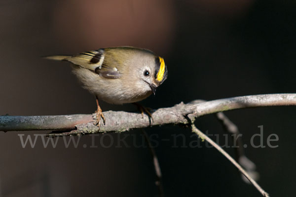 Wintergoldhähnchen (Regulus regulus)