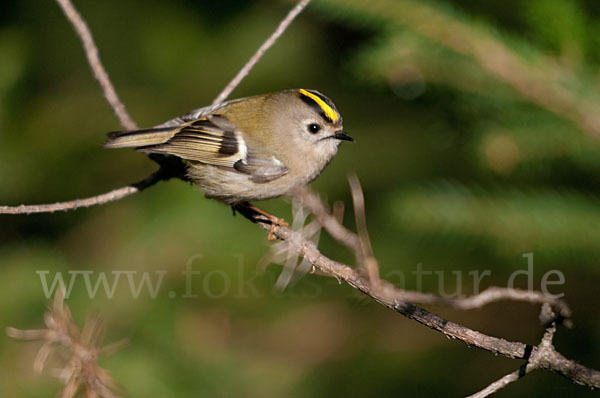 Wintergoldhähnchen (Regulus regulus)