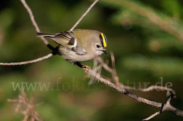 Wintergoldhähnchen (Regulus regulus)