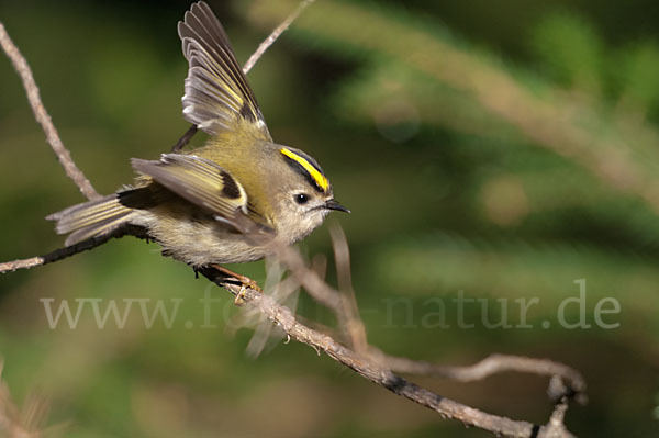 Wintergoldhähnchen (Regulus regulus)