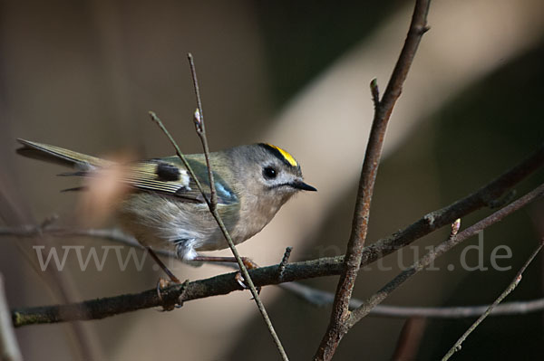 Wintergoldhähnchen (Regulus regulus)