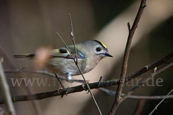 Wintergoldhähnchen (Regulus regulus)