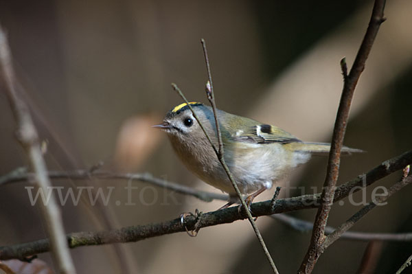 Wintergoldhähnchen (Regulus regulus)