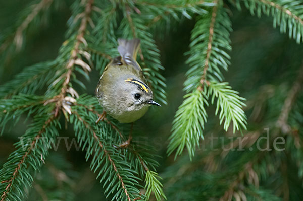 Wintergoldhähnchen (Regulus regulus)