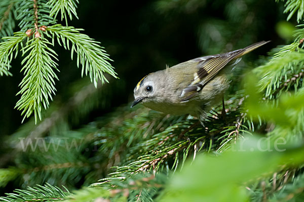 Wintergoldhähnchen (Regulus regulus)