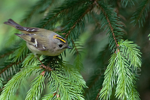 Wintergoldhähnchen (Regulus regulus)