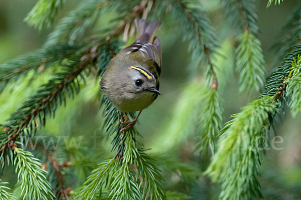 Wintergoldhähnchen (Regulus regulus)