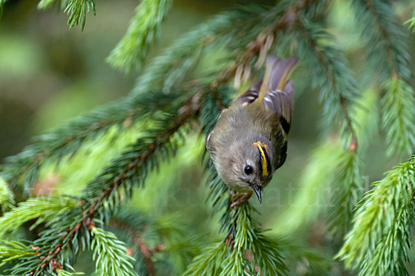 Wintergoldhähnchen (Regulus regulus)