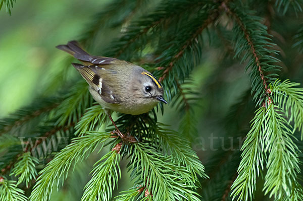 Wintergoldhähnchen (Regulus regulus)