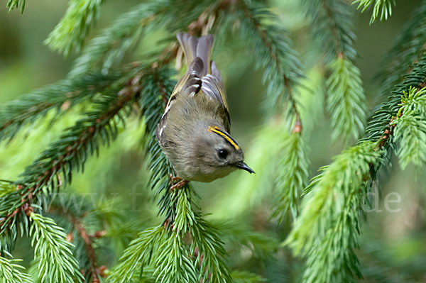 Wintergoldhähnchen (Regulus regulus)