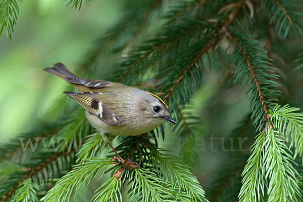 Wintergoldhähnchen (Regulus regulus)