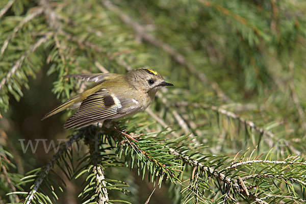 Wintergoldhähnchen (Regulus regulus)