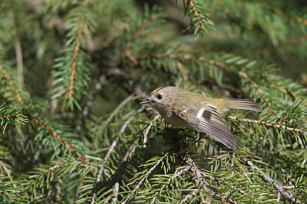 Wintergoldhähnchen (Regulus regulus)